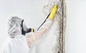 Why You Should Choose Our Mold Remediation Services in Sutton, NE